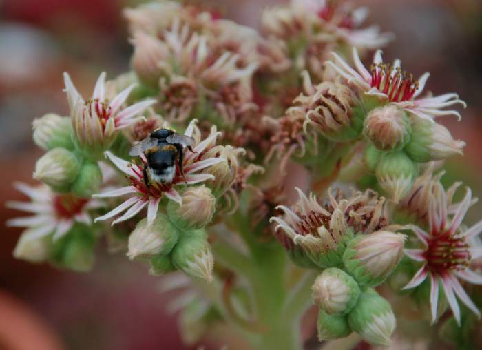 Sempervivum Dachwurz Hauswurz